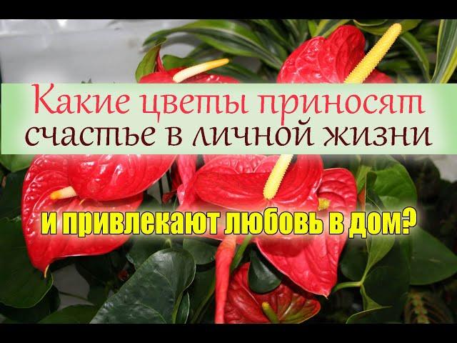 КАКИЕ ЦВЕТЫ ПРИВЛЕКАЮТ ЛЮБОВЬ В ДОМ?