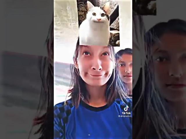 jedag jedug filter kucing firal di tiktok #firal