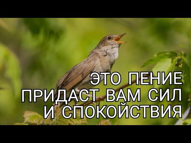 ИСЦЕЛЯЮЩИЕ ПЕНИЕ СОЛОВЬЯ, КРАСИВОЕ ПЕНИЕ ПТИЦ УСПОКОИТ ВАШИ НЕРВЫ И УЛУЧШИТ ВАШ СОН