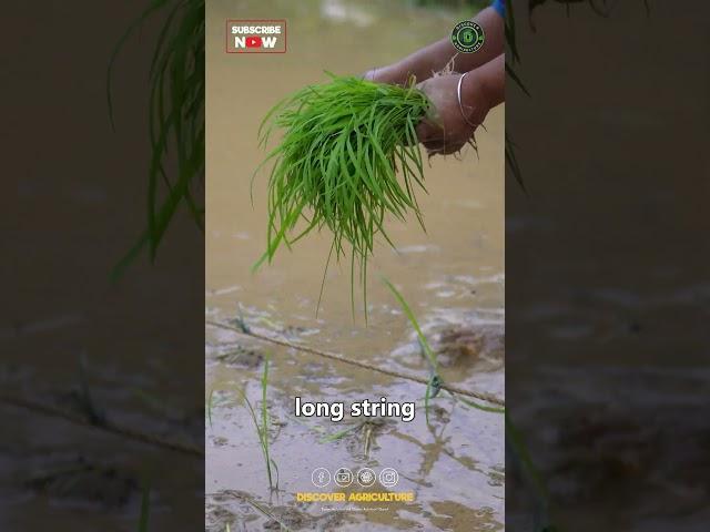 System of Rice Intensification (SRI) Method of Rice Farming Regenerative Paddy Cultivation