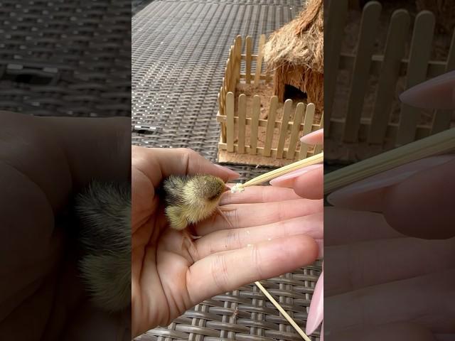 Что едят такие маленькие птички