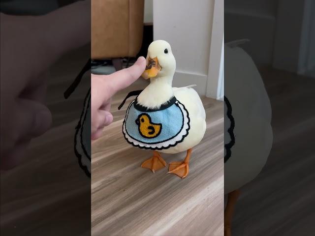 #pets #funny 