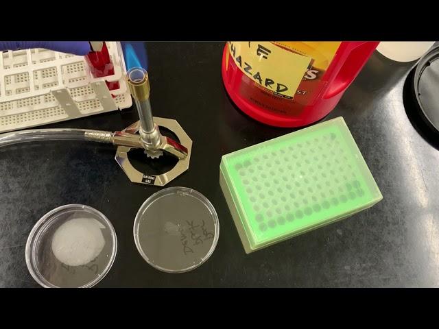 How to make a pour plate