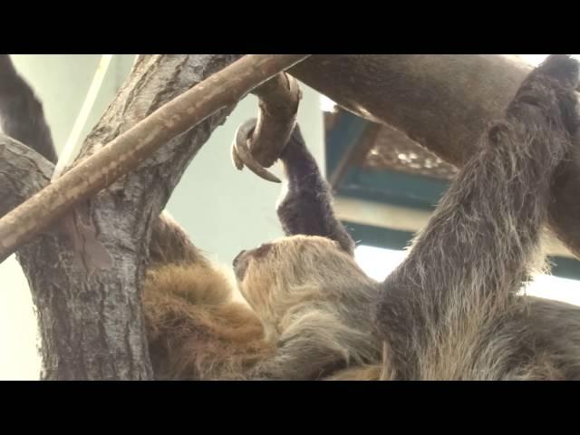 나무늘보 정말 느리다 _ Sloth very slow _ 20140517