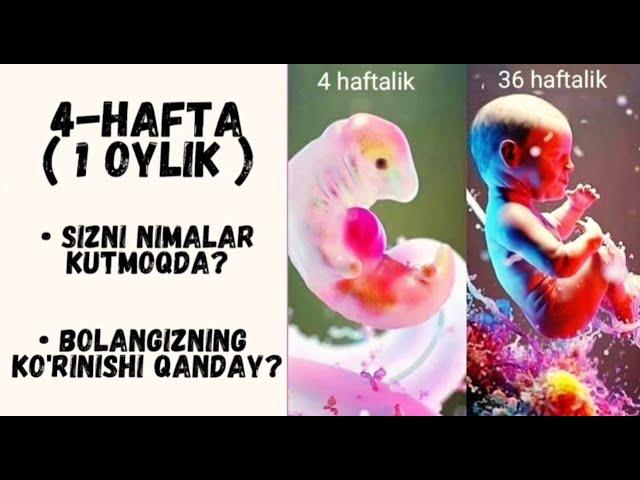 4 HAFTALIK ( 1 OYLIK ) HOMILA RIVOJLANISHI