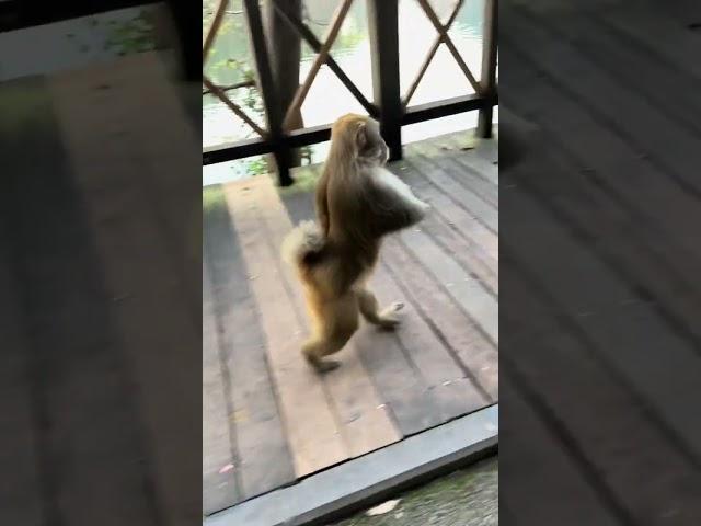 Have you ever seen a monkey with one arm missing and walking on two legs?