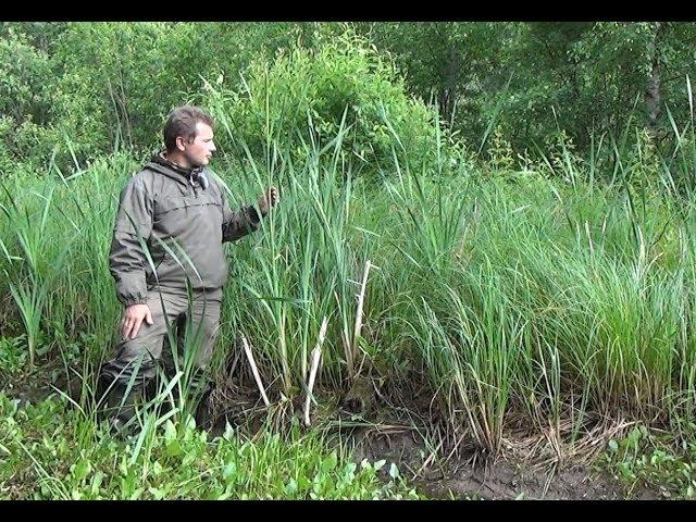 Рогоз. Доступная еда в природе.