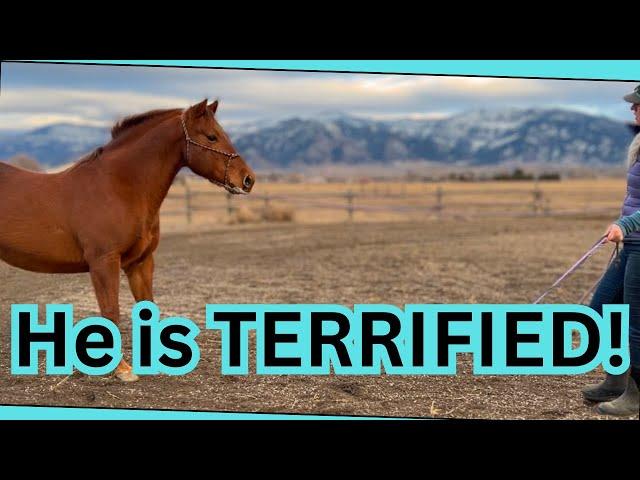 ~Training a SCARED horse~Dealing with past trauma in AUCTION horses~