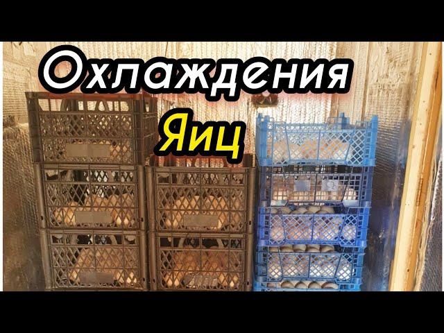 Охлаждение яиц при инкубации