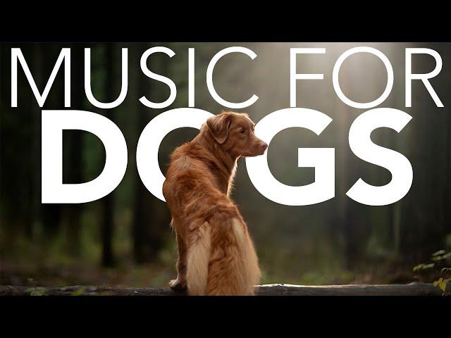 [NO ADS] Relaxing Music for Dogs! Calming ASMR! (NEW 2021)