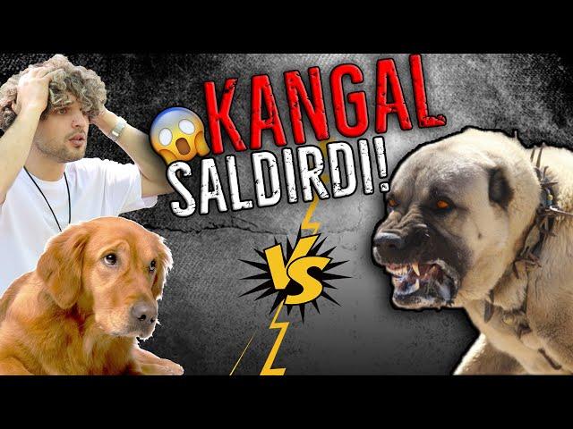 KÖPEĞİME KANGAL SALDIRDI! - TAKİPÇİLERİMLE BULUŞTUM 