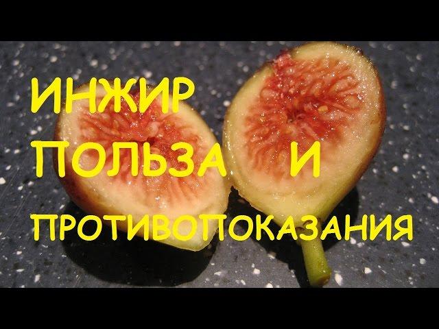 Инжир. Польза и вред для организма.