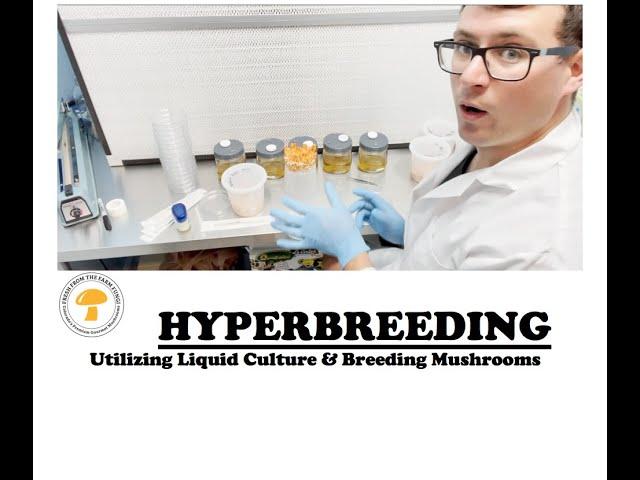 Hyperbreeding (cordyceps) mushrooms: How to breed mushrooms with less petri dishes in shorter time