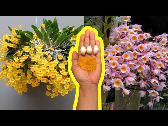 APLIQUE 1 XÍCARA NAS ORQUÍDEAS DE FLORICULTURA E VEJA AS FLORES NASCEREM