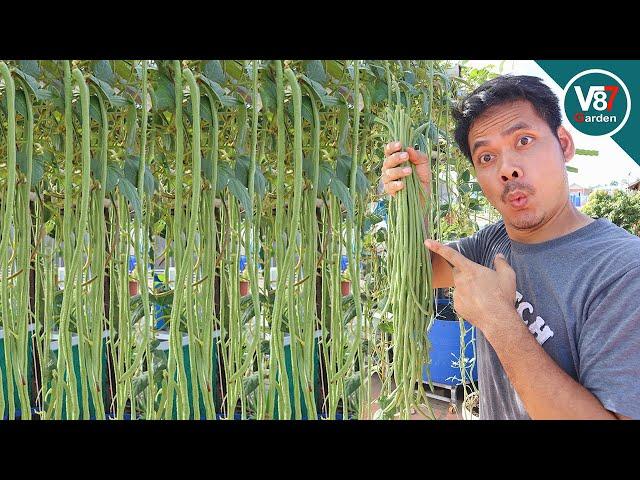 How to Grow Long Beans to Get High Yields