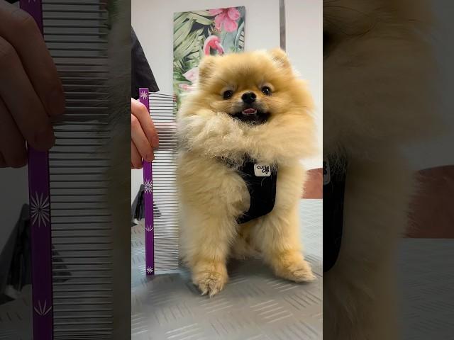  The Smallest Pomeranian Spitz  Mini Baby Leo at the Grooming ️