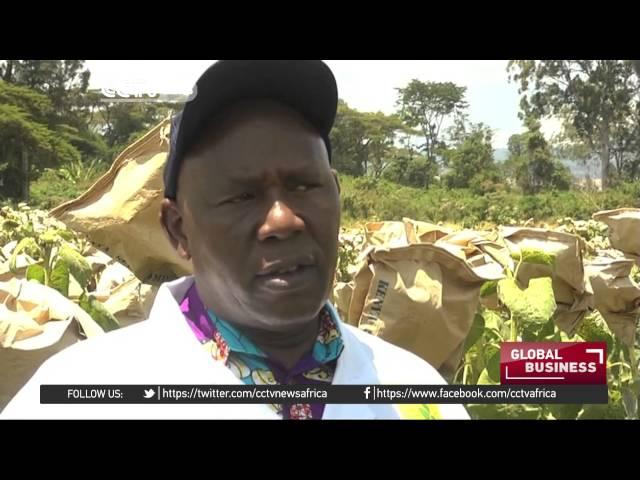 Commercial Sunflower farming gaining traction in Kenya