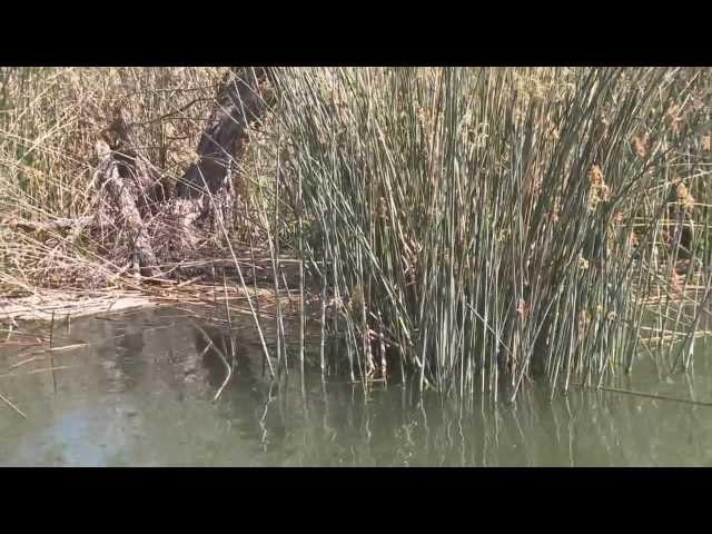 Fisherman's Handbook 2013- Spring Bass Fishing and Cabela's Fishing for Millions!