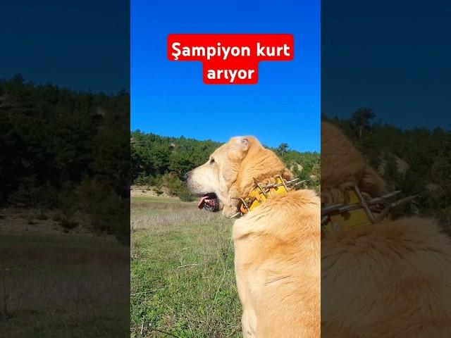 Şampiyon kurt arıyor  #aileçiftliği #köpek #animals