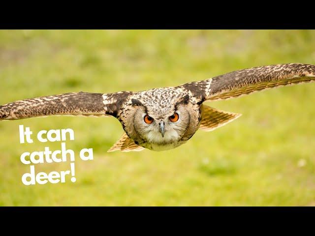 Focus on Eurasian Eagle owl -  The most powerful species of owl in the world!