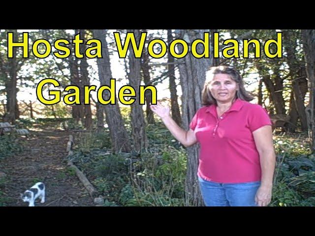 How to Create or Grow  a Hosta Woodland Garden / Growing Hostas