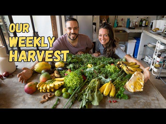 Growing POUNDS of Food EVERY WEEK for an Entire Community | Full Tour in Our Eco Village, Costa Rica