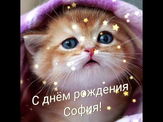 #сднемрождения София! #коты #кошки #котики #новинка #приколы