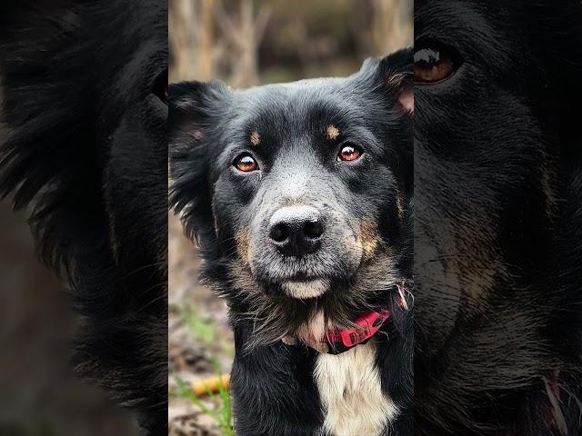 Reese has something to say #dog #hobodog #trainhopper