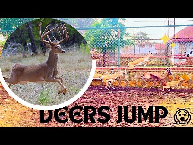 Deers Jumps be like  SubhanAllah | SR Breeding Farm | Elite Network PK