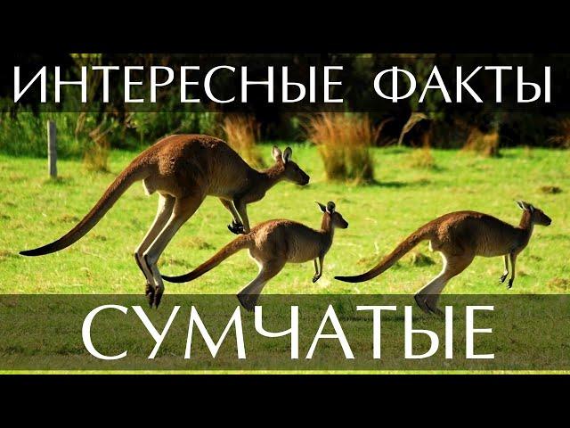 Сумчатые животные - интересные факты