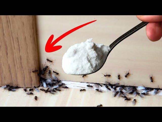 A Natural Way to Get Rid of Ants in House Permanently In 1 Minute