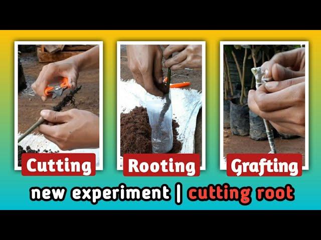 growing mango from cutting, rooting and grafting (experiment)