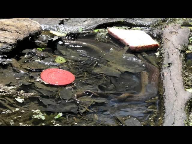 Northern Watersnake Mating