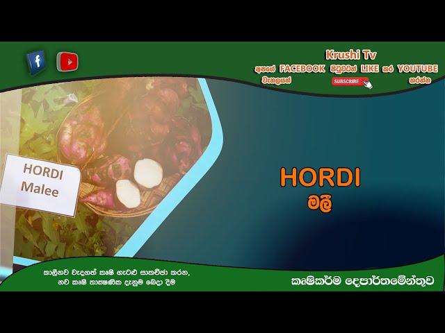 බතල වගාව HORDI මලී | Krushi Tv