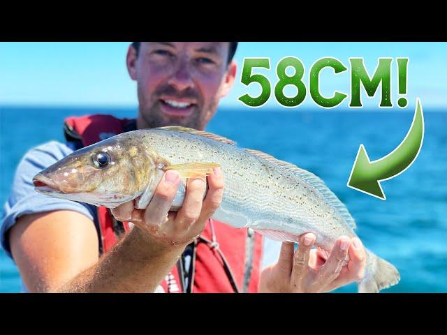 58CM KING GEORGE WHITING! (Fishing Bass Straight, Tasmania)