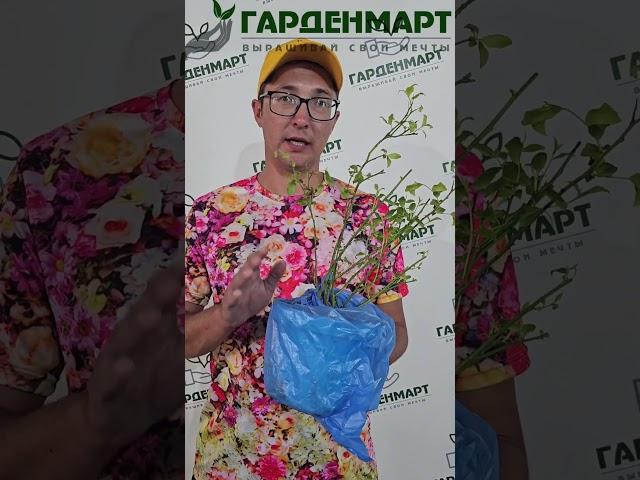 Как получить урожай голубики  #советысадоводам  #голубика