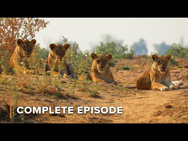 The Next Lion Dynasty | Big Cat Country 106