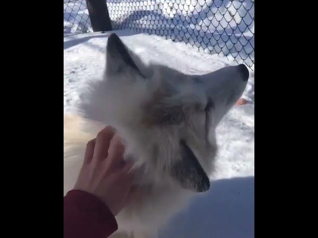 Pet White Fluffy Fox!