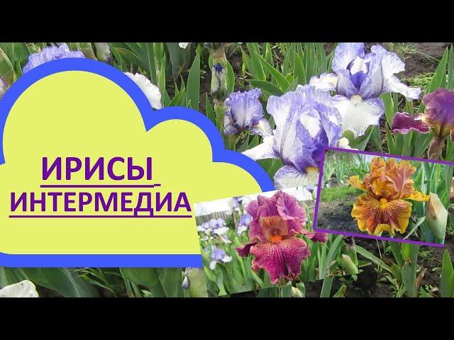 Ирисы бородатые Интермедиа/Бордюрные/Низкорослые. Где купить саженцы ирисов Интермедиа?