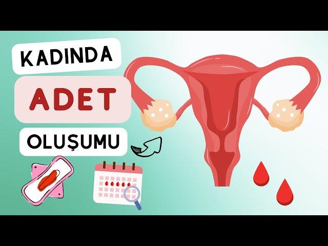 REGL: KADINLAR NASIL ADET OLUR ?🩸 (Animasyonlu Adet Döngüsü Anlatımı)