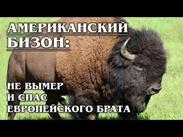 AMERICAN BISON: Almost died out himself, but saved the European bison