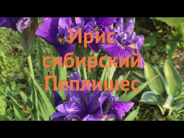 Ирис сибирский Пеплишес (iris sibirica)  ирис Пеплишес обзор: как сажать саженцы ириса Пеплишес