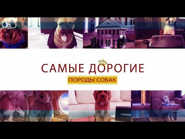 Самые дорогие породы собак в мире ( ТОП 20 )