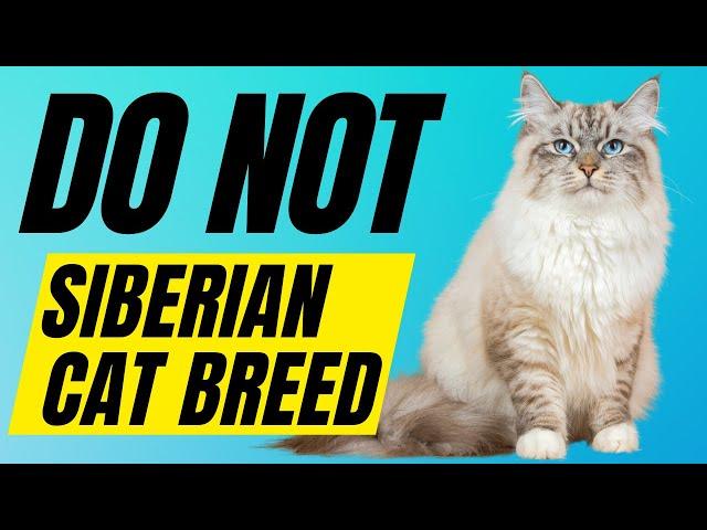 7 Reasons You SHOULD NOT Get A Siberian Cat