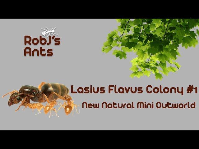 Homemade Natural Outworld For My Lasius Flavus Colony #1