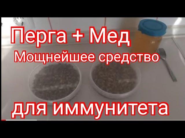 Перга с медом  Мощнейшее средство для иммунитета   Как принимать???