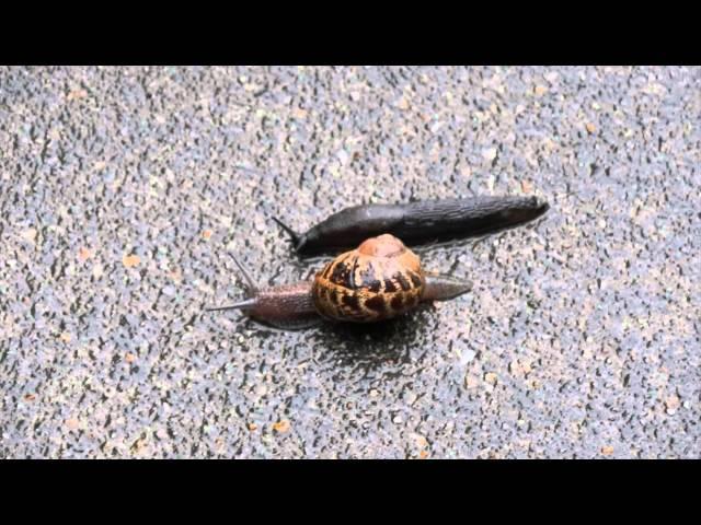 Snail & Slug Race