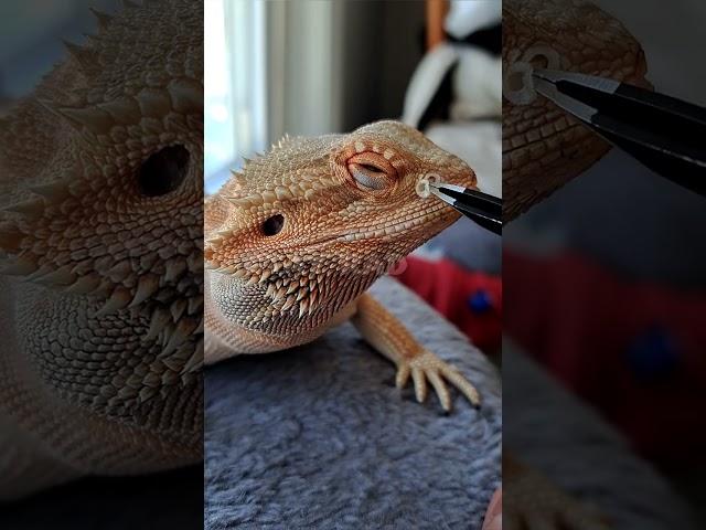 Bearded Dragon NostrilSHED REMOVAL! | #stayrad #beardeddragons @ChuckNorrizBeardedDragons