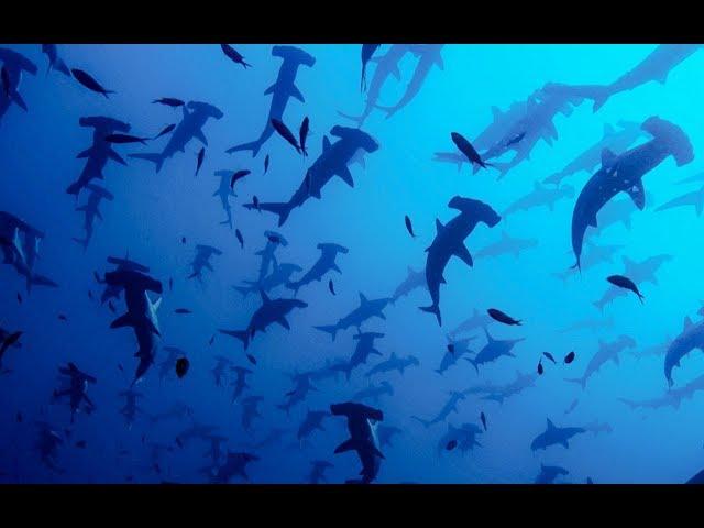 Hammerhead Sharks' Complex Mating Rituals | BBC Earth