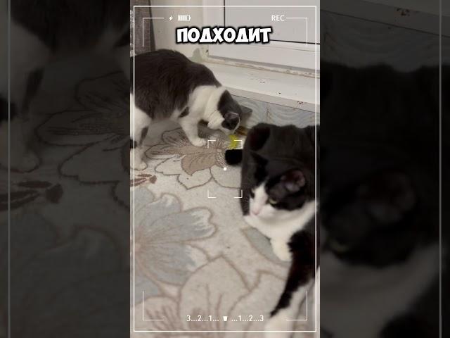 Мудрый кот Бонифаций